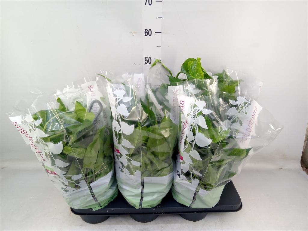 Горшечные цветы и растения оптом Epipremnum ... от 6шт из Голландии с доставкой по России Горшечные цветы и растения оптом Epipremnum ... от 6шт из Голландии с доставкой по России