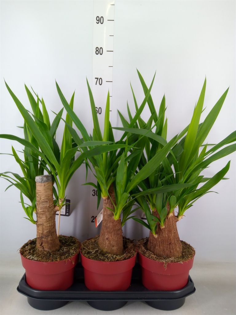 Горшечные цветы и растения оптом Yucca Elephantipes   ... от 3шт из Голландии с доставкой по России
