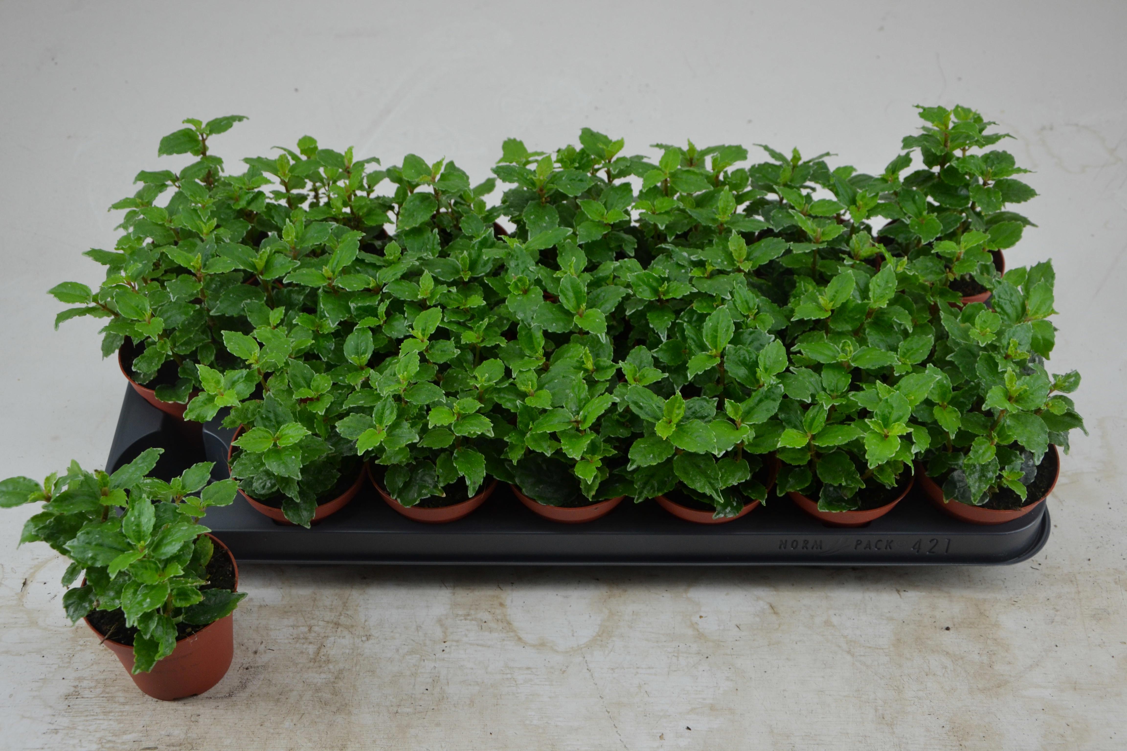 Горшечные цветы и растения оптом Pilea Cadierei от 21шт (для телеги) из Голландии с доставкой по России