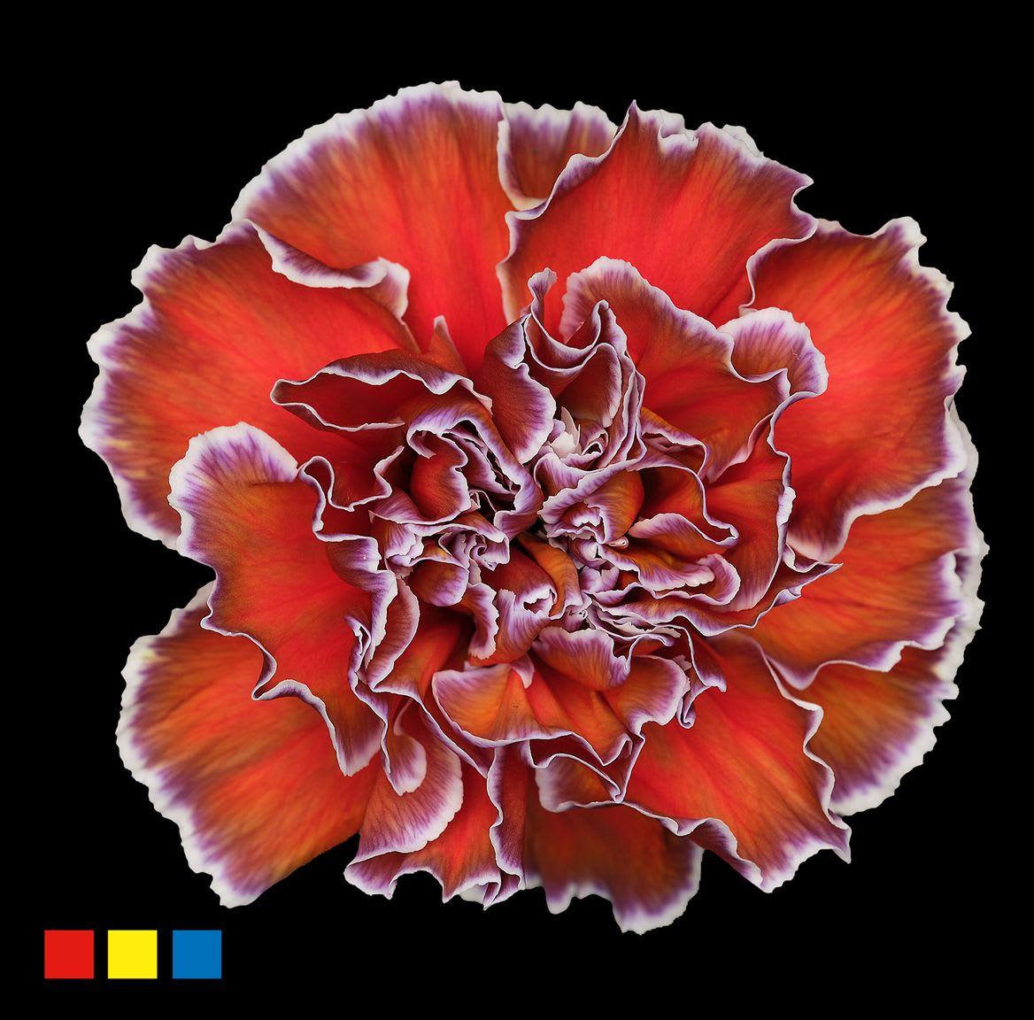 Срезанные цветы оптом Dianthus st paint aruba от 80шт из Голландии с доставкой по России