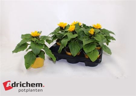 Горшечные цветы и растения оптом ** Heli Sunsation * Spring Deal * от 6шт из Голландии с доставкой по России
