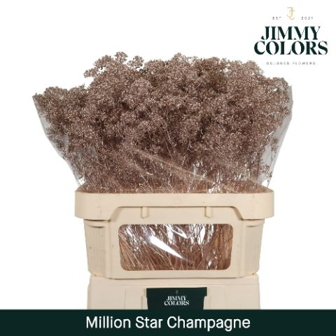 Срезанные цветы оптом Gyps fine paint champagne от 50шт из Голландии с доставкой по России