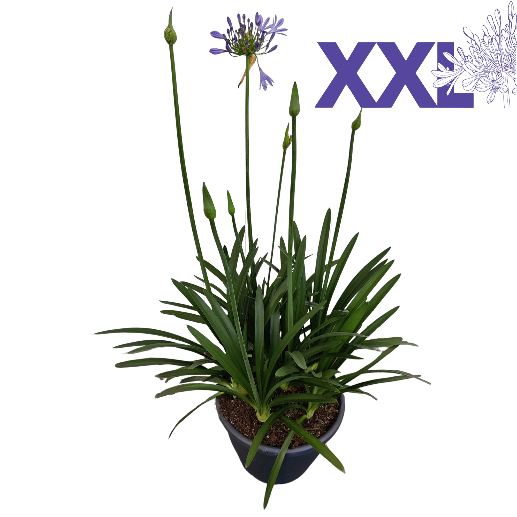 Горшечные цветы и растения оптом Agapanthus Pot 23 Blauw Eydori Grootbloemig Knoppe от 1шт из Голландии с доставкой по России