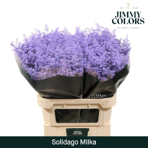 Срезанные цветы оптом Solidago paint milka от 100шт из Голландии с доставкой по России