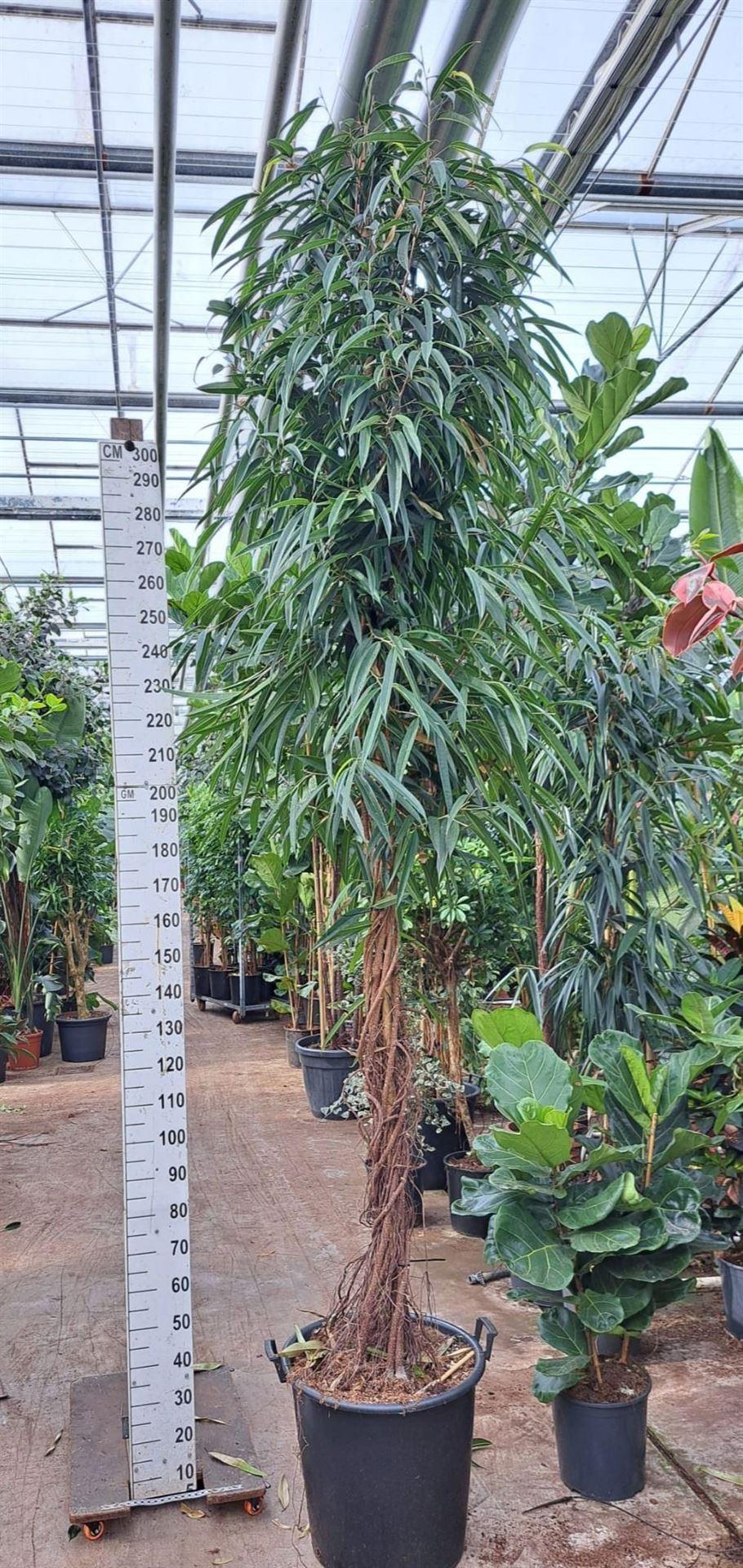 Горшечные цветы и растения оптом Ficus Binn. alii от 1шт из Голландии с доставкой по России