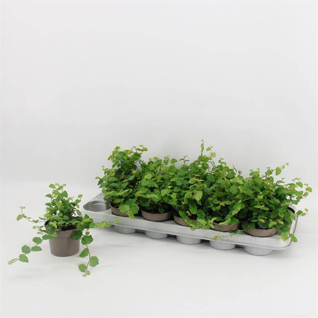 Горшечные цветы и растения оптом Ficus Pumila Green Sunny от 18шт из Голландии с доставкой по России