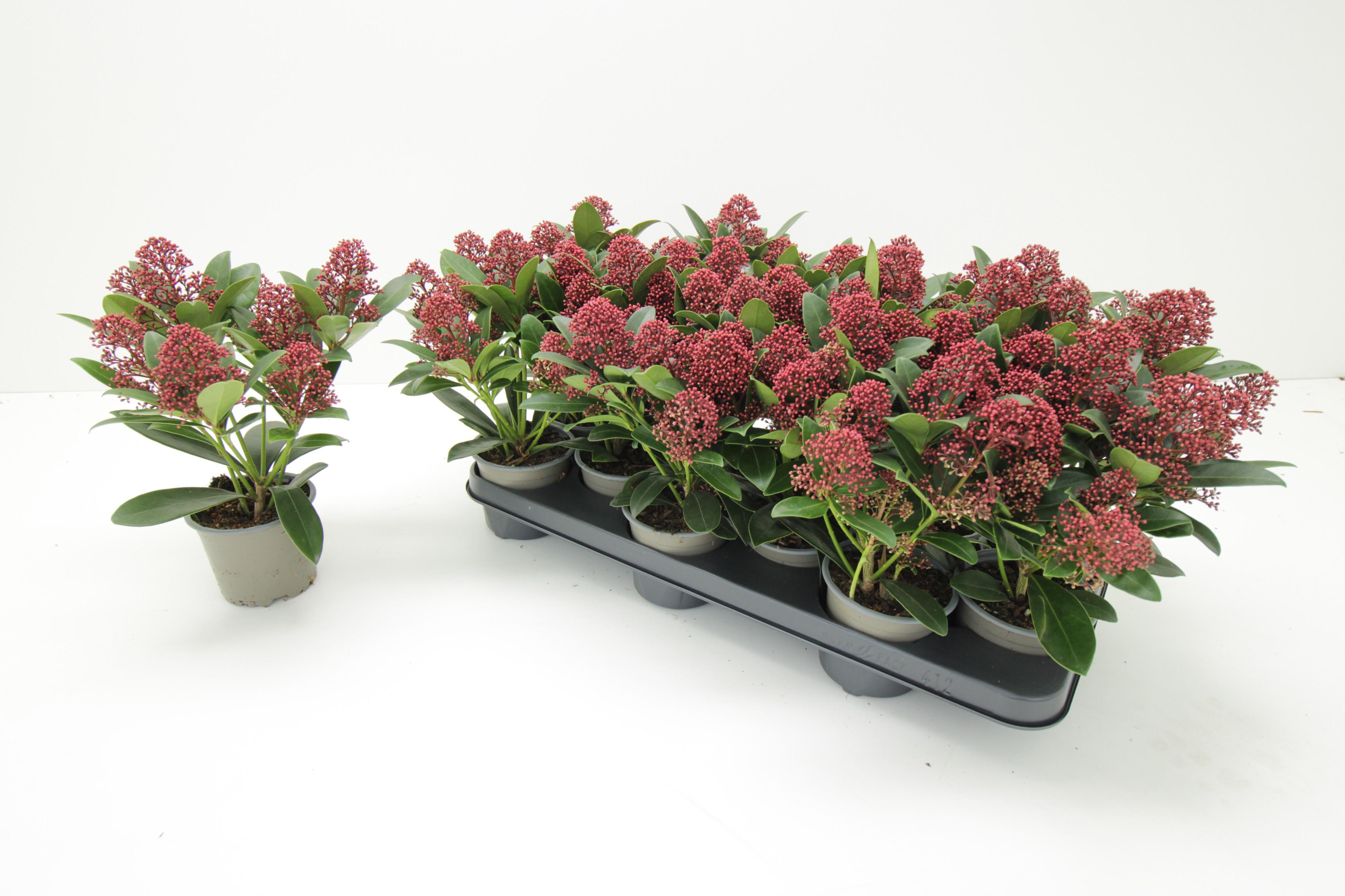 Горшечные цветы и растения оптом Skim J Rubella от 10шт из Голландии с доставкой по России