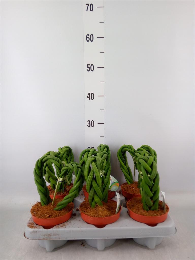 Горшечные цветы и растения оптом Sansevieria   ... от 6шт из Голландии с доставкой по России