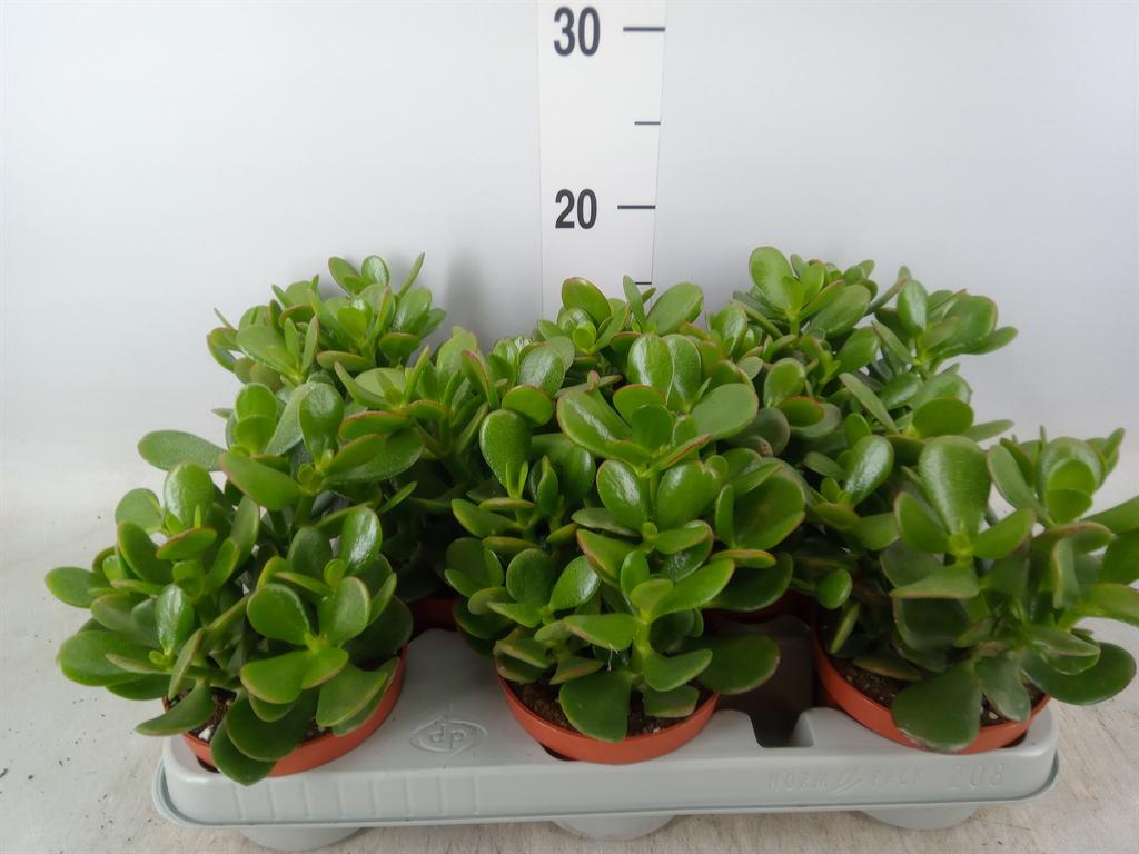 Горшечные цветы и растения оптом Crassula Ovata от 8шт из Голландии с доставкой по России