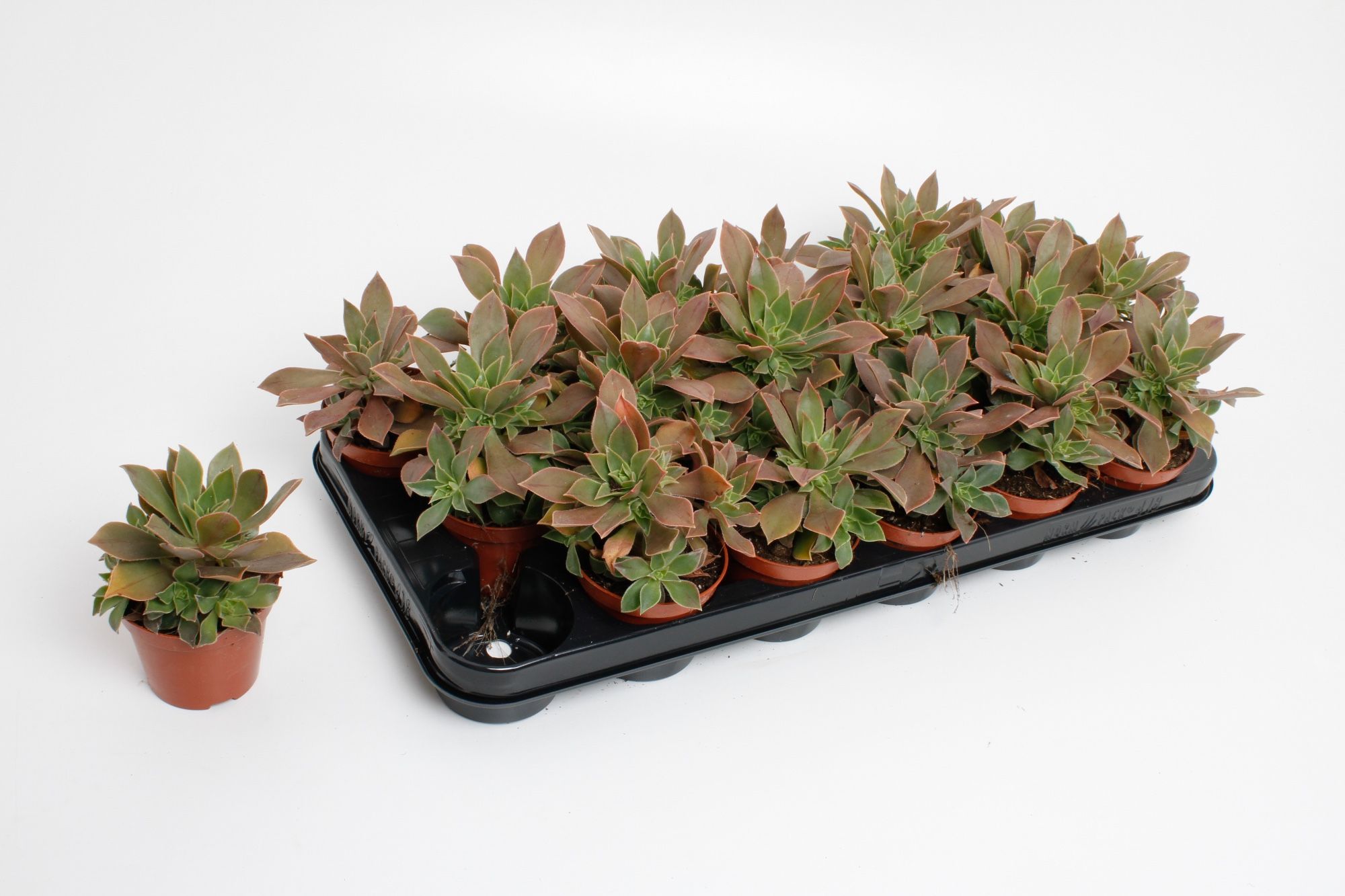 Горшечные цветы и растения оптом Aeonium Green от 12шт (для телеги) из Голландии с доставкой по России