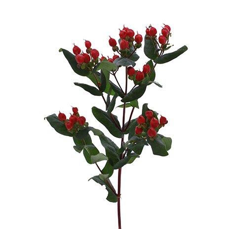 Срезанные цветы оптом Hypericum coco diablo spray от 80шт из Голландии с доставкой по России