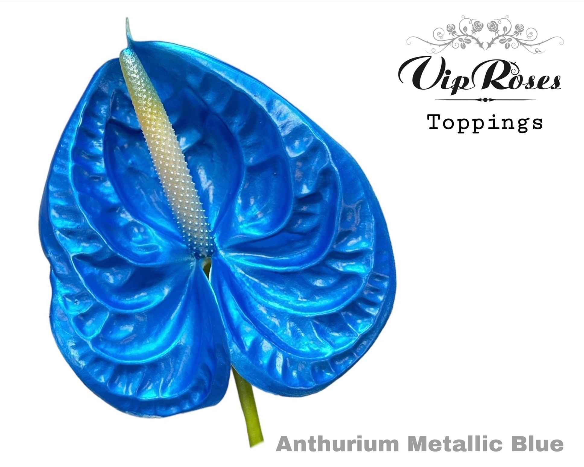 Срезанные цветы оптом Anthurium paint metallic blue от 12шт из Голландии с доставкой по России