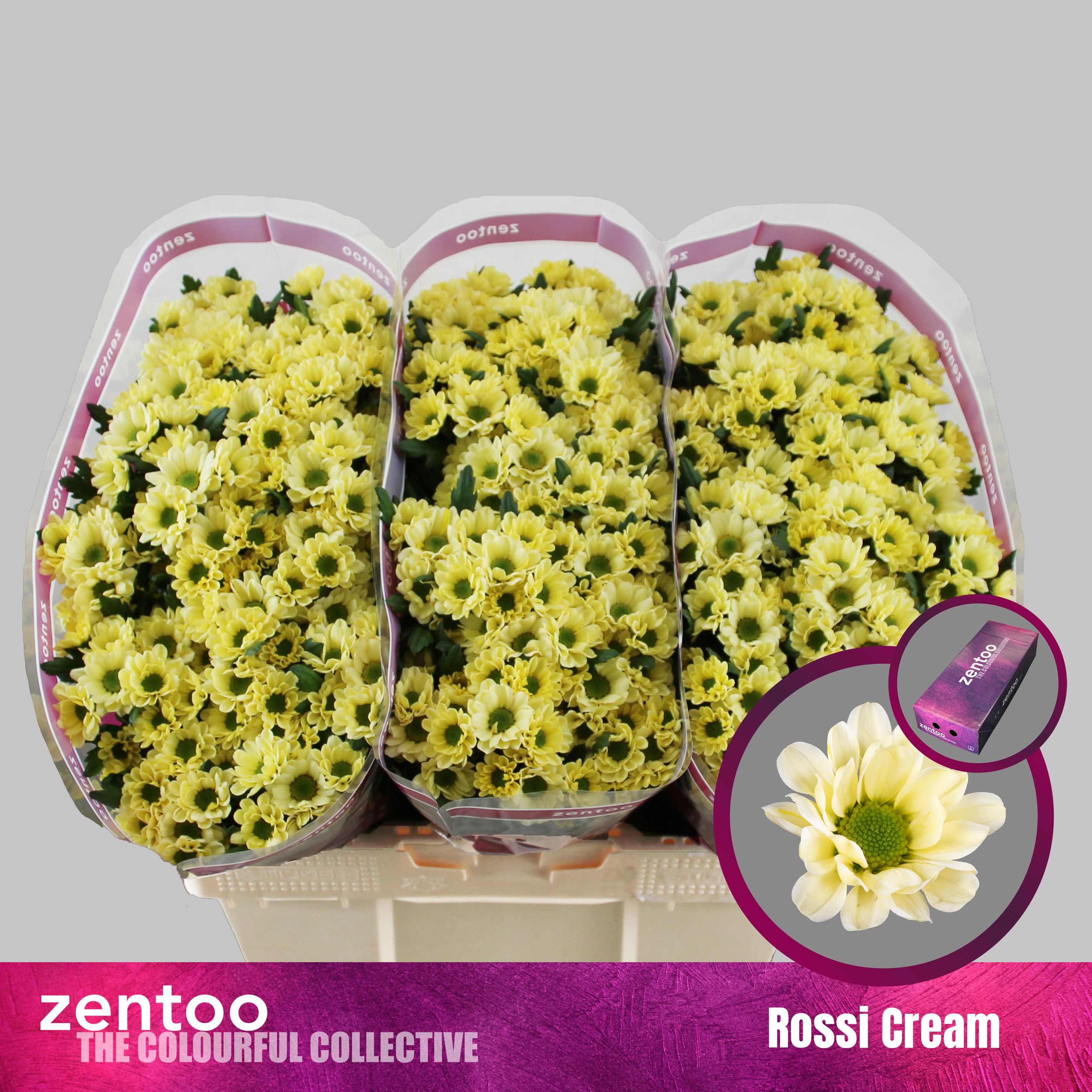 Срезанные цветы оптом Chrys sa rossi cream от 225шт из Голландии с доставкой по России