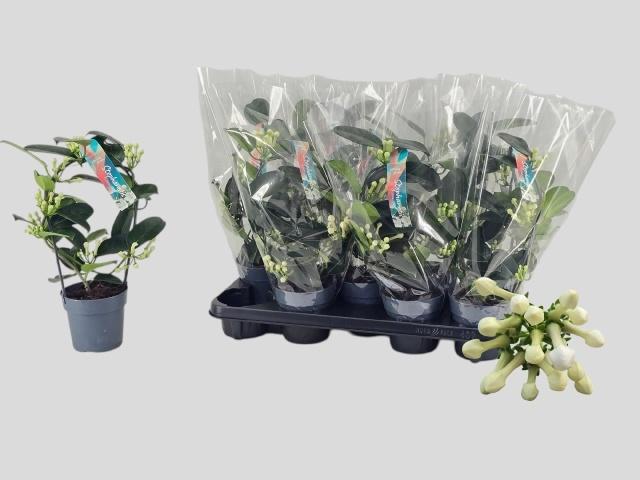 Горшечные цветы и растения оптом Steph Fl Ov от 9шт из Голландии с доставкой по России