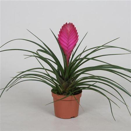 Горшечные цветы и растения оптом Tillandsia Cyanea от 12шт (для телеги) из Голландии с доставкой по России