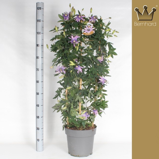 Горшечные цветы и растения оптом Pass Purple Passion от 1шт из Голландии с доставкой по России