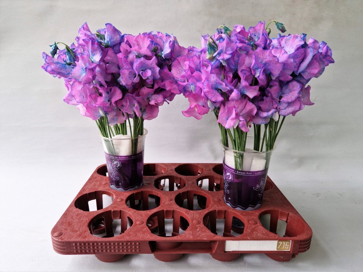 Срезанные цветы оптом Lathyrus paint purple magic от 100шт из Голландии с доставкой по России
