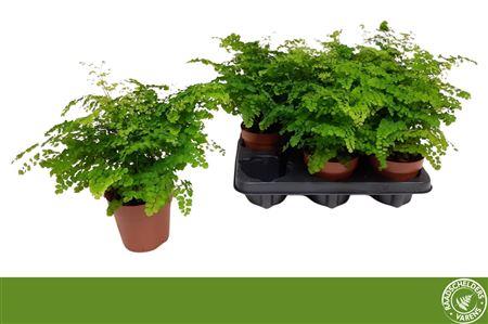 Горшечные цветы и растения оптом Adian Rad Fritz-luth от 6шт из Голландии с доставкой по России