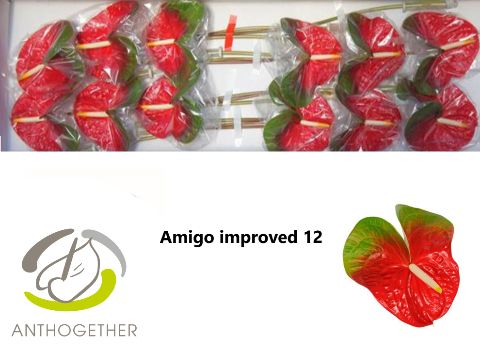 Срезанные цветы оптом Anthurium amigo improve от 12шт из Голландии с доставкой по России