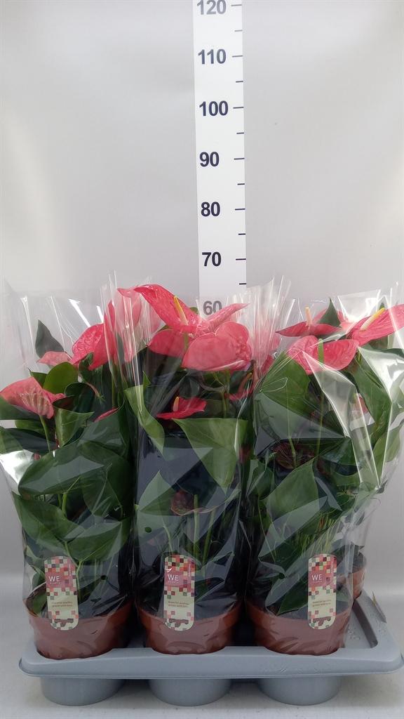 Горшечные цветы и растения оптом Anthurium Andr. california от 6шт из Голландии с доставкой по России
