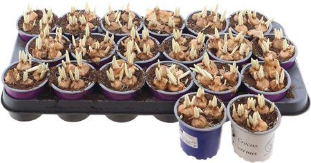 Горшечные цветы и растения оптом Crocus Gemischt от 18шт (для телеги) из Голландии с доставкой по России