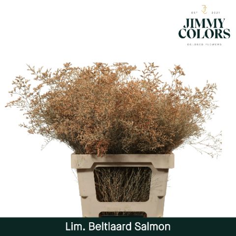 Срезанные цветы оптом Limonium beltlaard paint salmon от 25шт из Голландии с доставкой по России