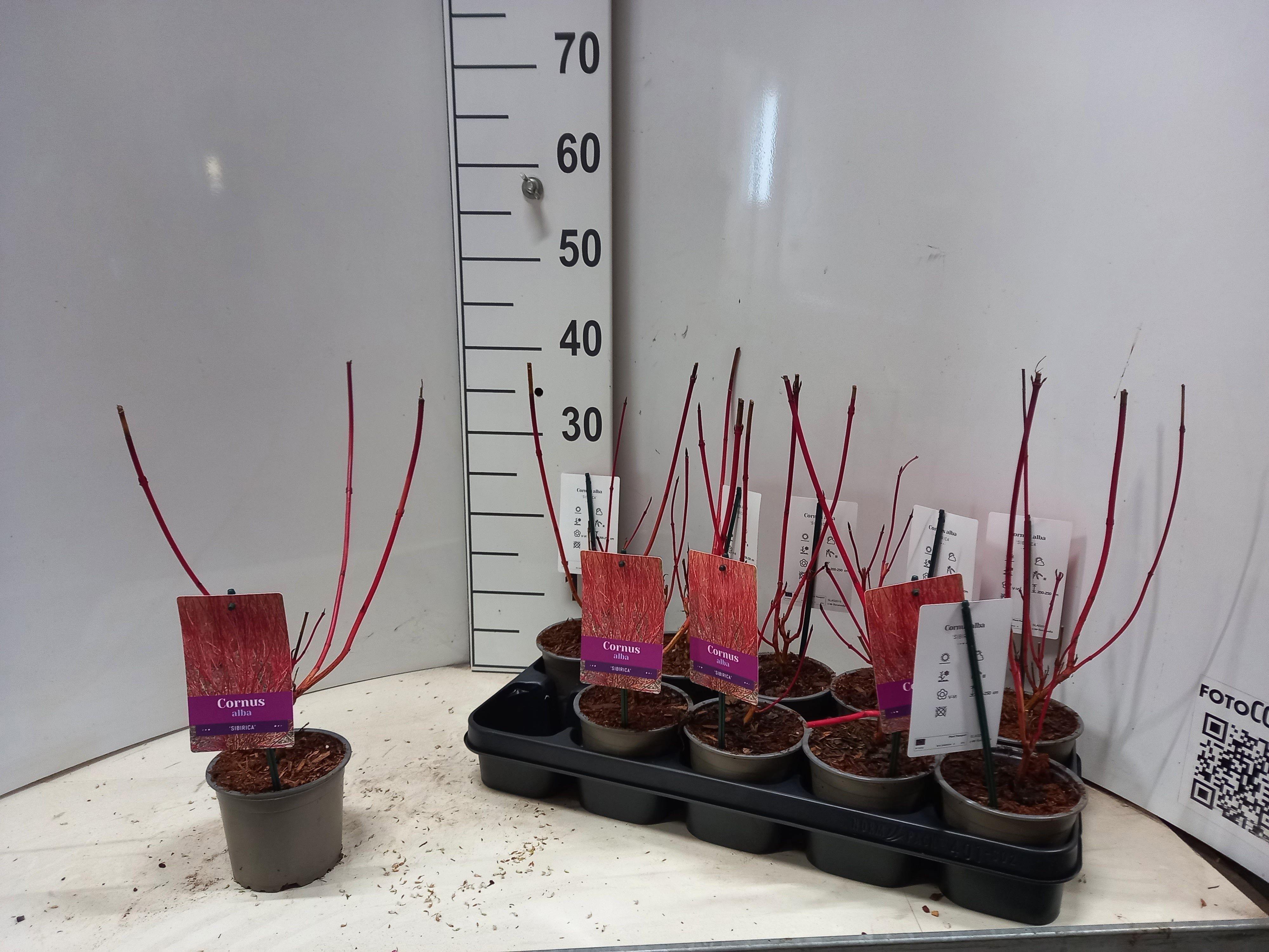 Горшечные цветы и растения оптом Corn Alba Sibirica от 10шт из Голландии с доставкой по России