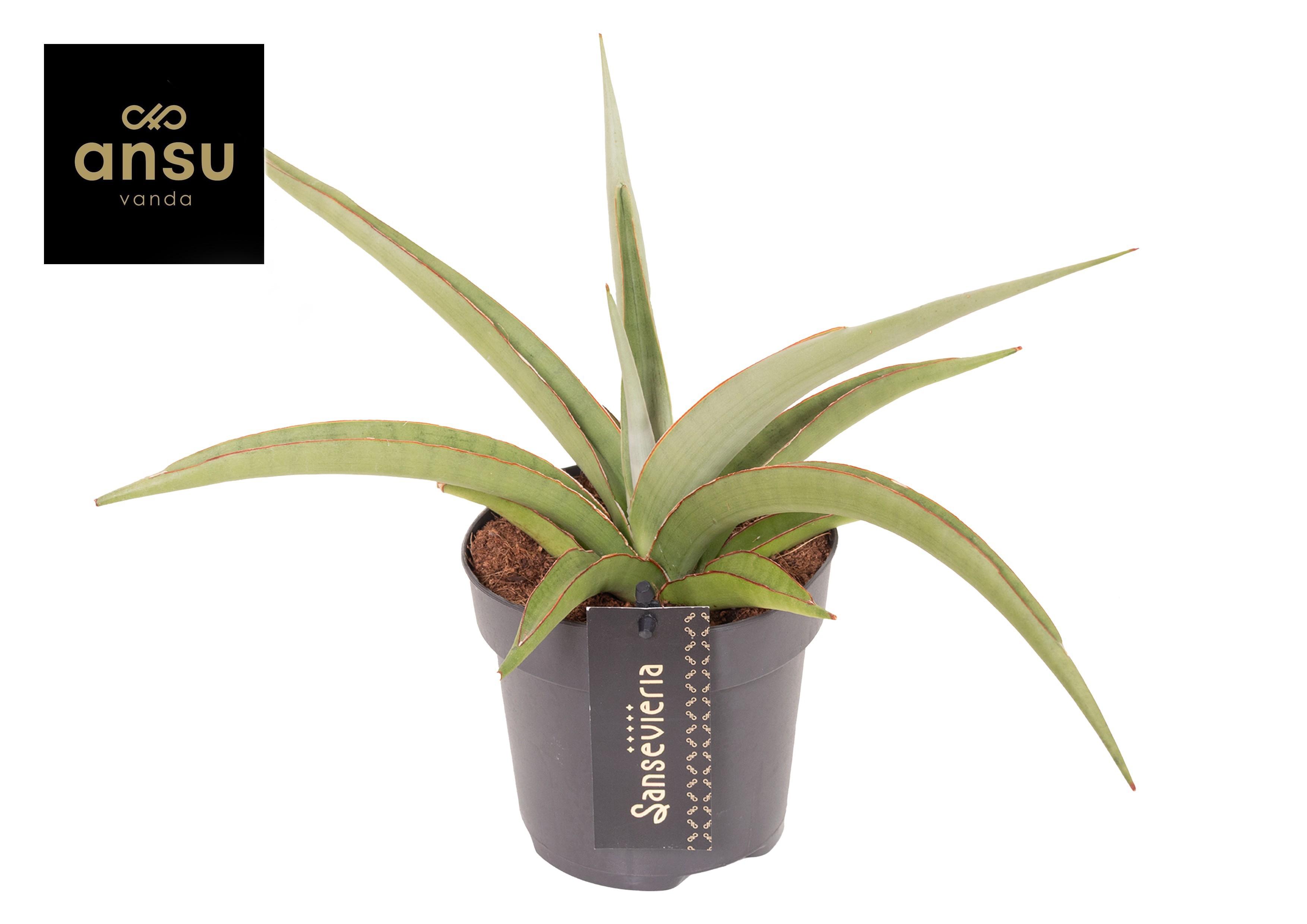 Горшечные цветы и растения оптом Sansevieria Comet Pastel Grey No. 2 от 10шт из Голландии с доставкой по России