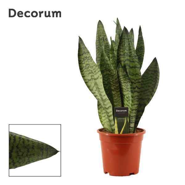 Горшечные цветы и растения оптом Sansevieria Super Green (decorum) от 4шт из Голландии с доставкой по России