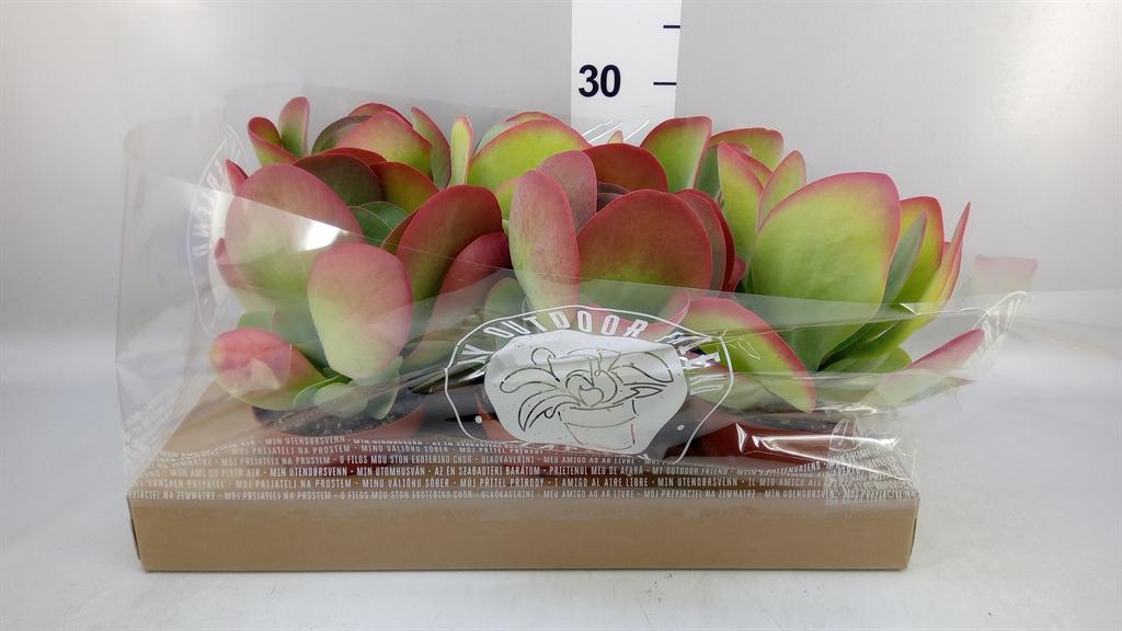 Горшечные цветы и растения оптом Kalanchoe Nf Thyrsiflora от 6шт из Голландии с доставкой по России