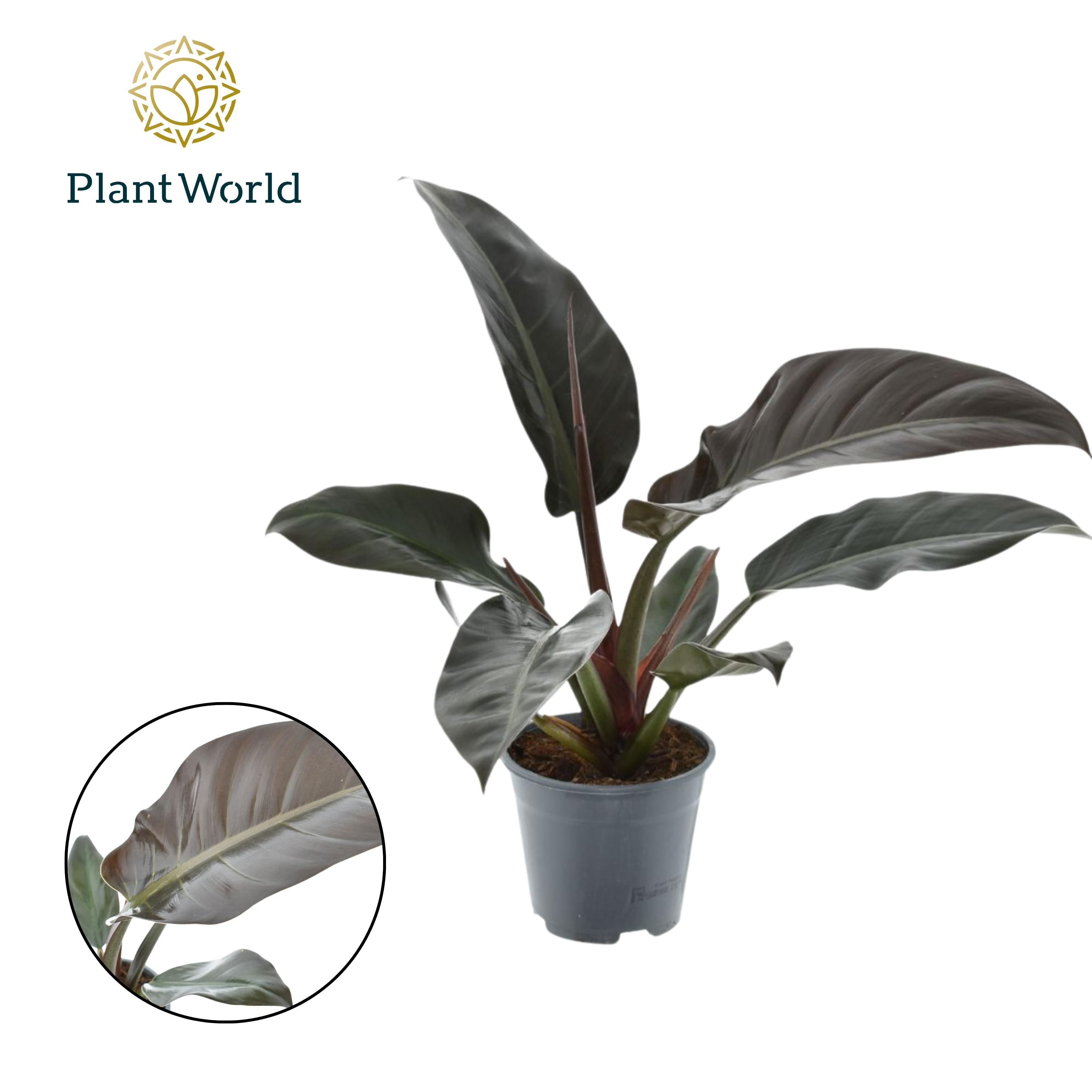 Горшечные цветы и растения оптом Philodendron Imperial Red от 7шт из Голландии с доставкой по России