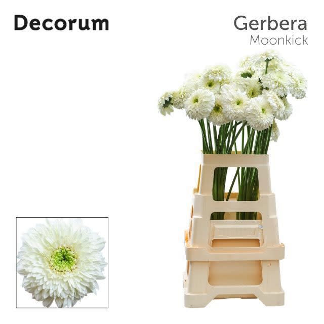 Срезанные цветы оптом Gerbera terra moon kick от 40шт из Голландии с доставкой по России