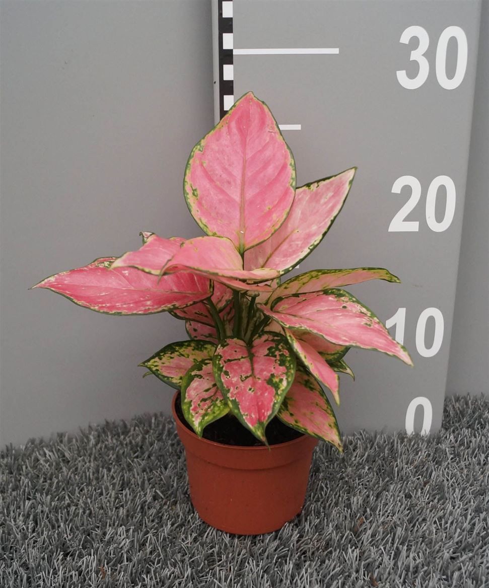Горшечные цветы и растения оптом Aglaonema Pink от 6шт из Голландии с доставкой по России