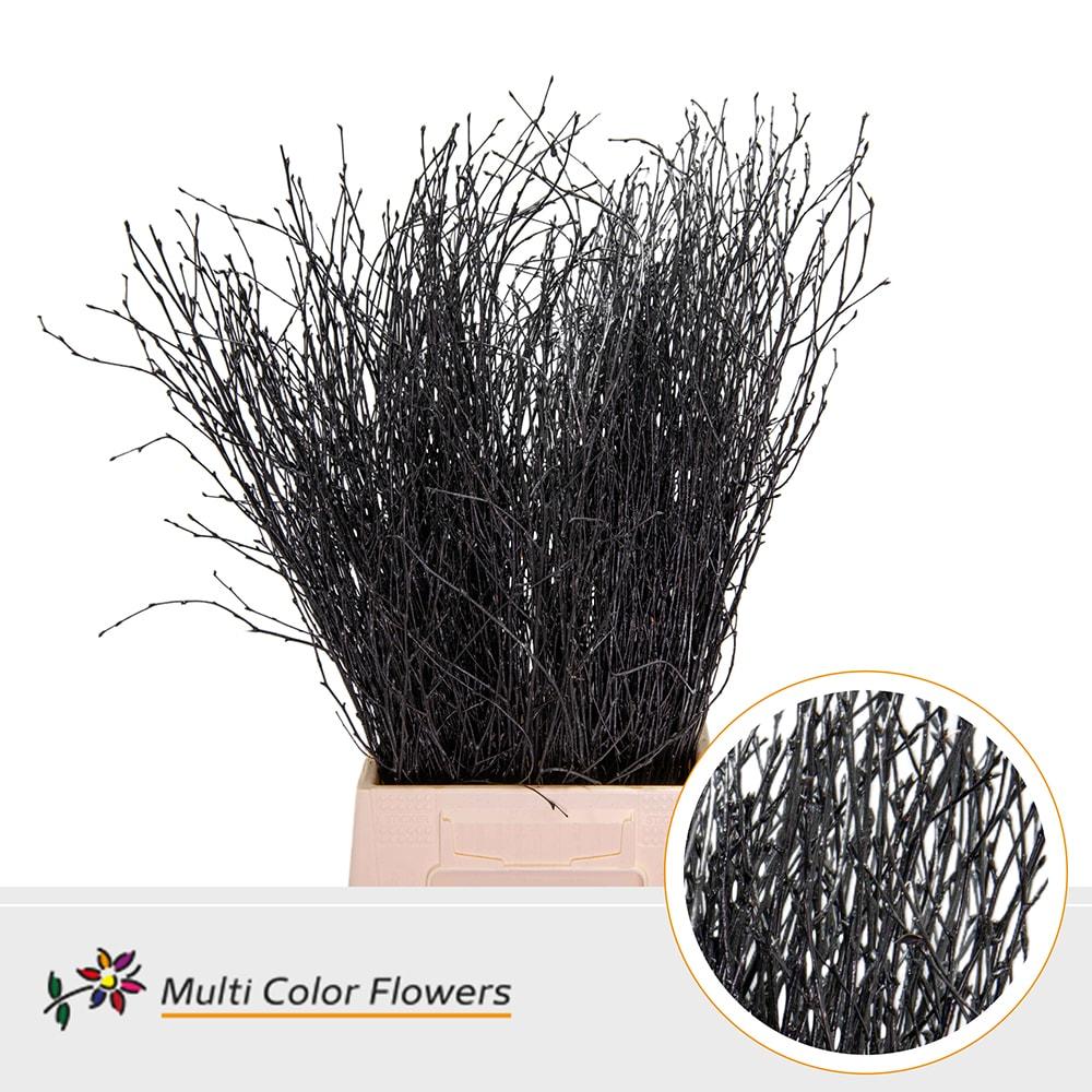 Срезанные цветы оптом Betula paint black от 100шт из Голландии с доставкой по России
