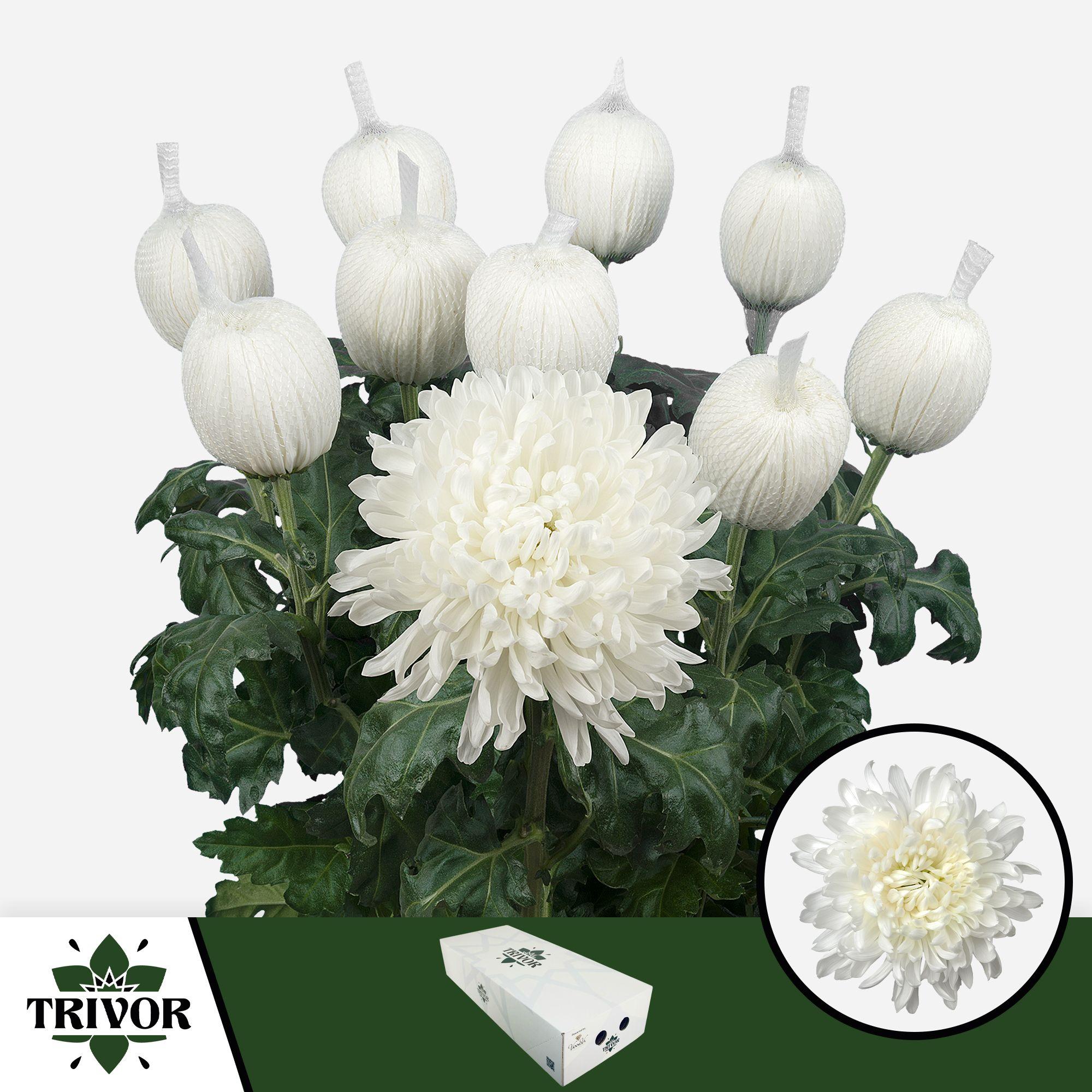 Срезанные цветы оптом Chrys bl antonov от 120шт из Голландии с доставкой по России