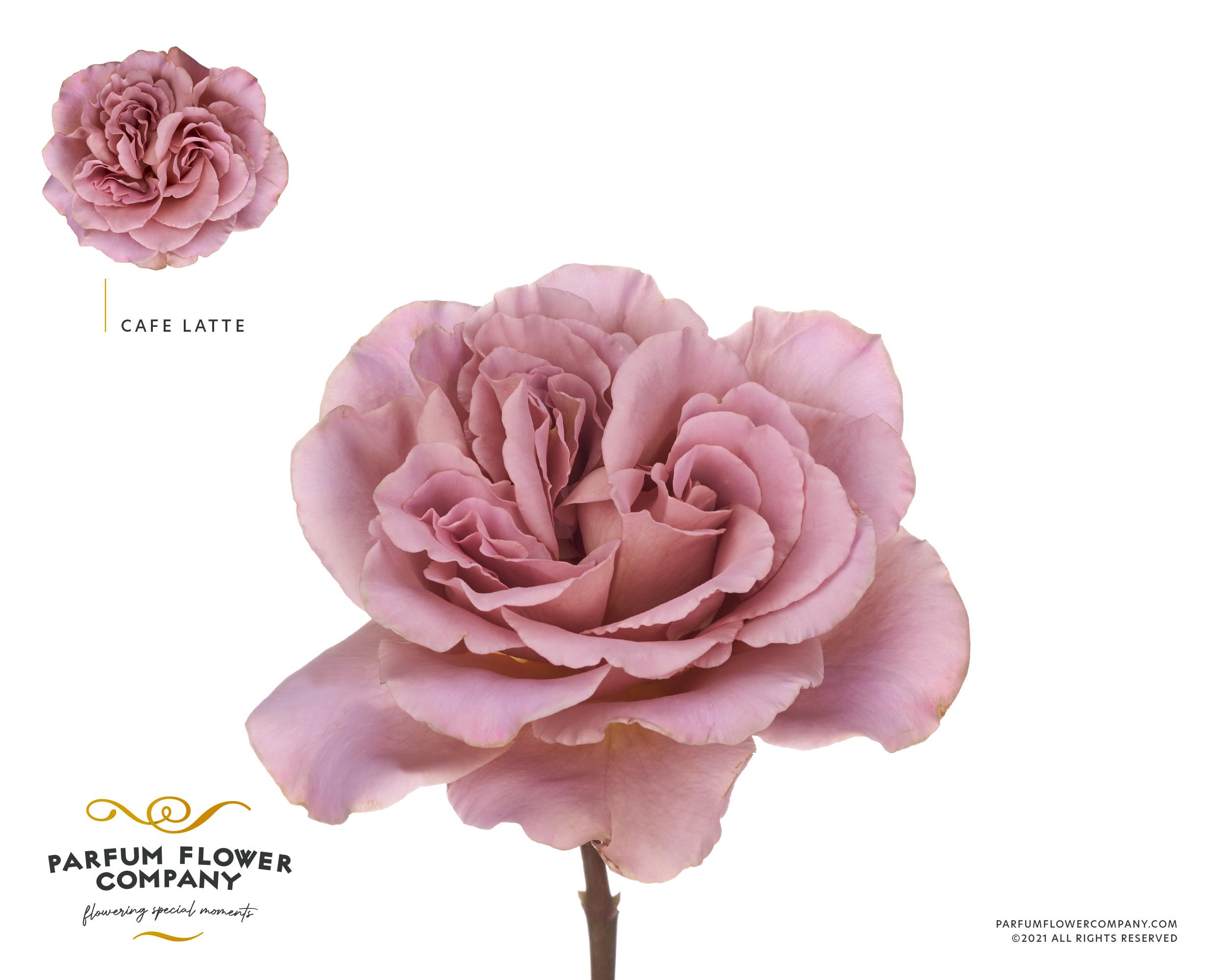 Срезанные цветы оптом Rosa garden cafe latte от 24шт. из Голландии с доставкой по России