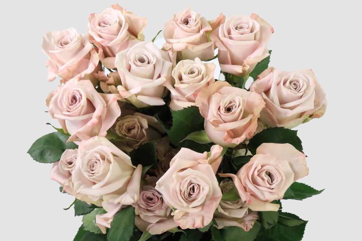 Срезанные цветы оптом Rosa ec menta от 125шт из Голландии с доставкой по России