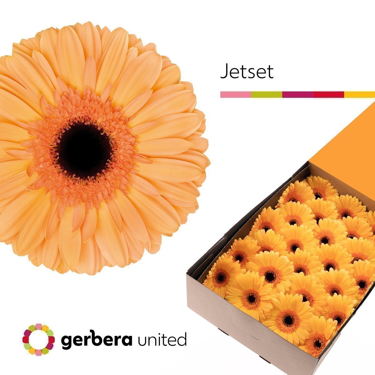 Срезанные цветы оптом Gerbera jetset от 50шт из Голландии с доставкой по России