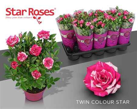 Горшечные цветы и растения оптом Rosa Twin Colour Star , Special !!! от 10шт из Голландии с доставкой по России