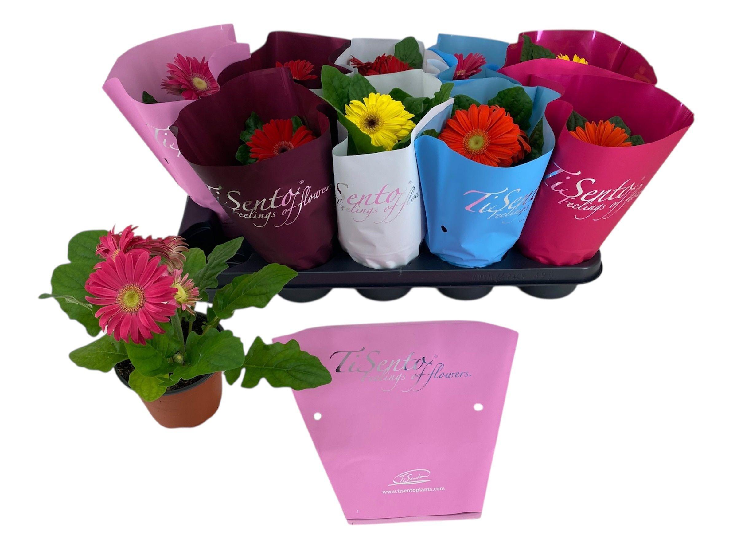 Горшечные цветы и растения оптом Ger Gem от 20шт (для телеги) из Голландии с доставкой по России