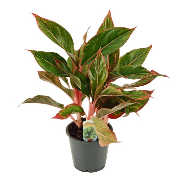 Горшечные цветы и растения оптом Aglaonema Crete от 10шт из Голландии с доставкой по России