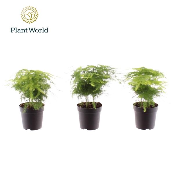 Горшечные цветы и растения оптом Asparagus Plumosus (decorum) от 16шт (для телеги) из Голландии с доставкой по России