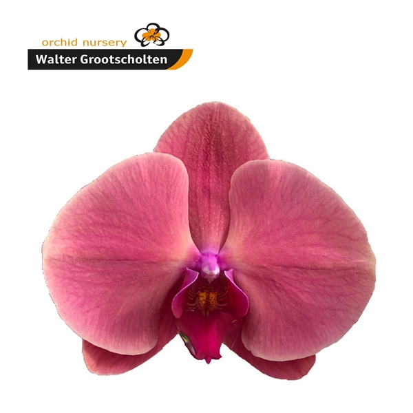 Срезанные цветы оптом Phalaenopsis coral sunset (per stem) от 8шт из Голландии с доставкой по России