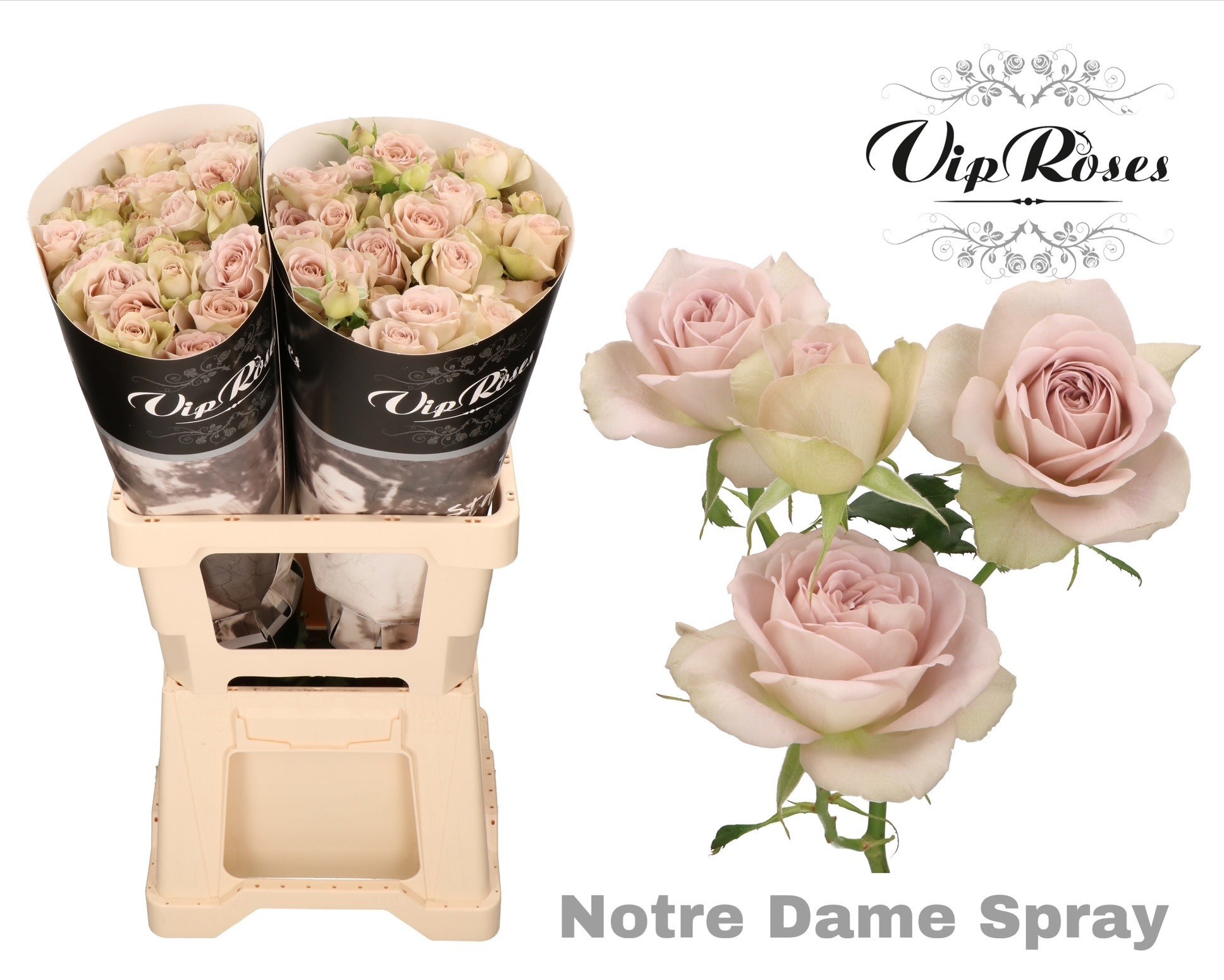 Срезанные цветы оптом Rosa spray notre dame от 20шт из Голландии с доставкой по России