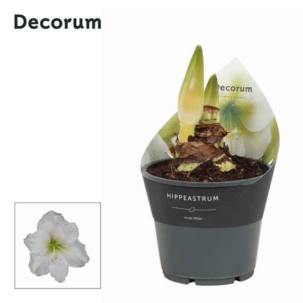 Горшечные цветы и растения оптом Hipp Arctic White 2pp Extra Op (decorum) от 7шт из Голландии с доставкой по России