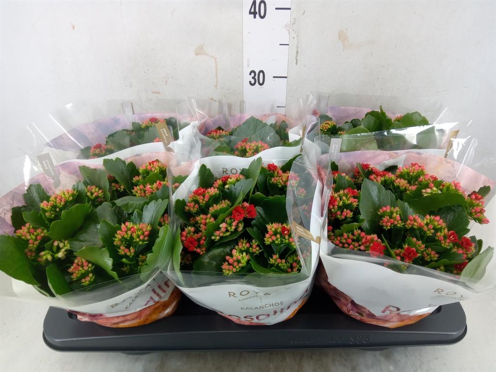 Горшечные цветы и растения оптом Kal Ros Red от 6шт из Голландии с доставкой по России