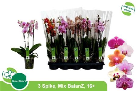 Горшечные цветы и растения оптом Phal 3st Mix 16+ (greenbalanz) от 10шт из Голландии с доставкой по России