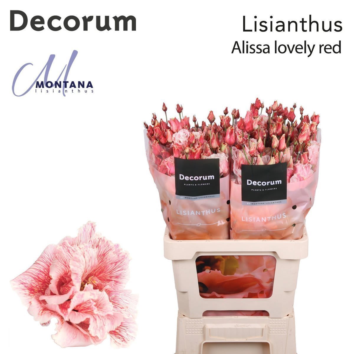 Срезанные цветы оптом Lisianthus do paint lovely red от 20шт из Голландии с доставкой по России