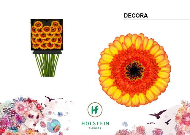 Срезанные цветы оптом Germini diamond decora от 20шт из Голландии с доставкой по России