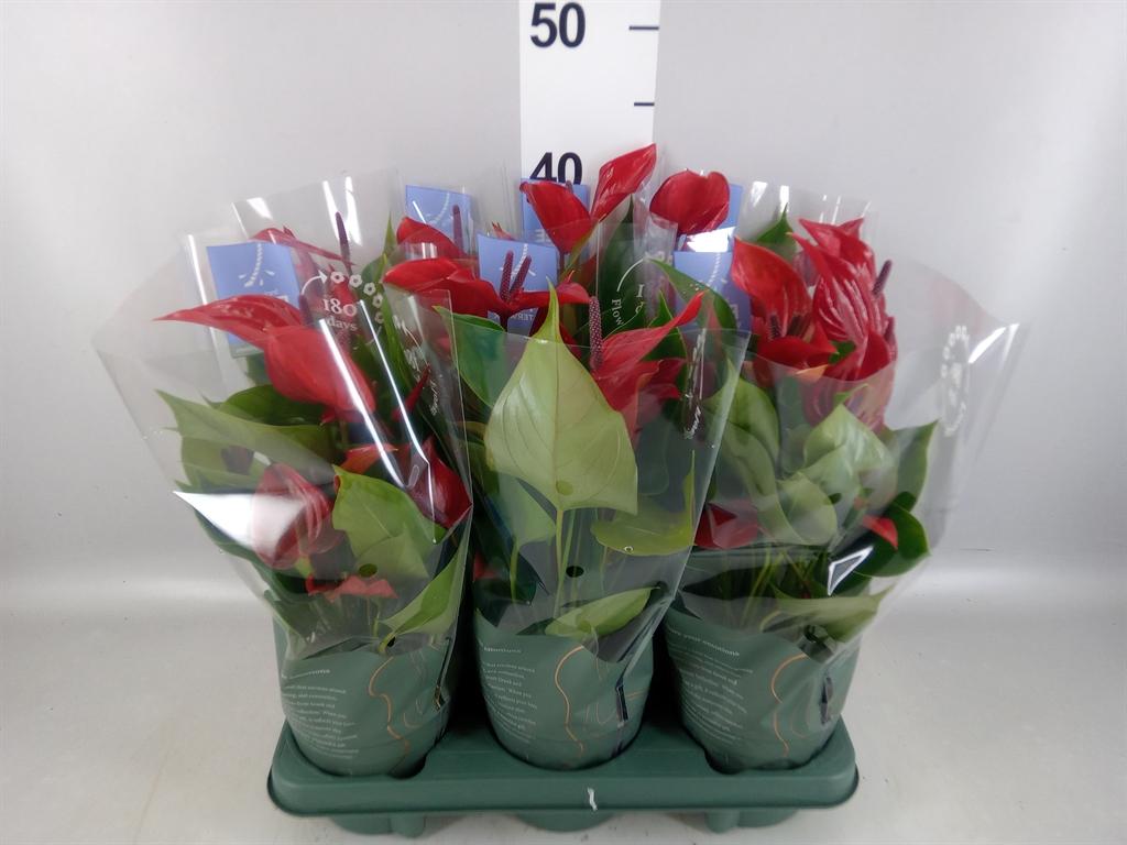 Горшечные цветы и растения оптом Anthurium banderola Lava от 6шт из Голландии с доставкой по России